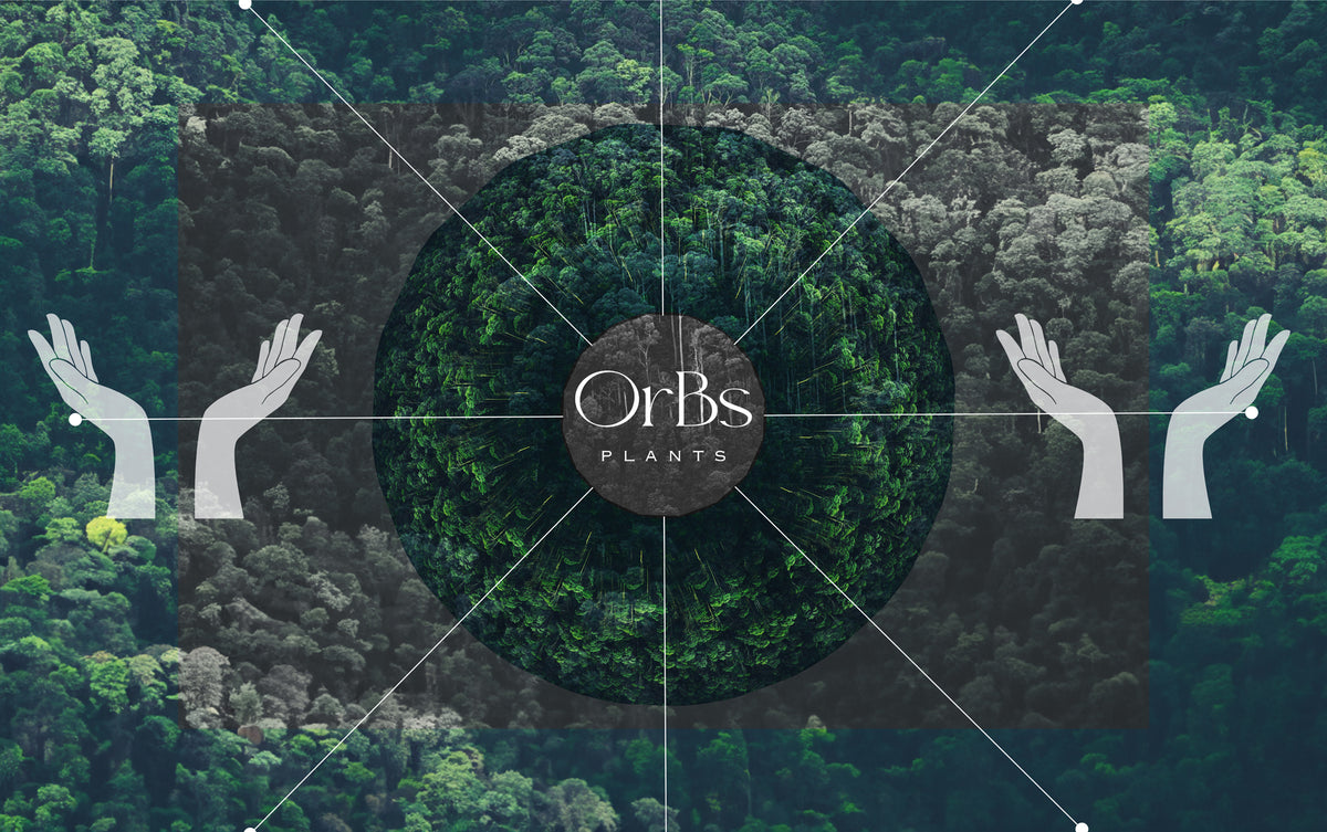 OrBs Plants ECストアオープンのご挨拶