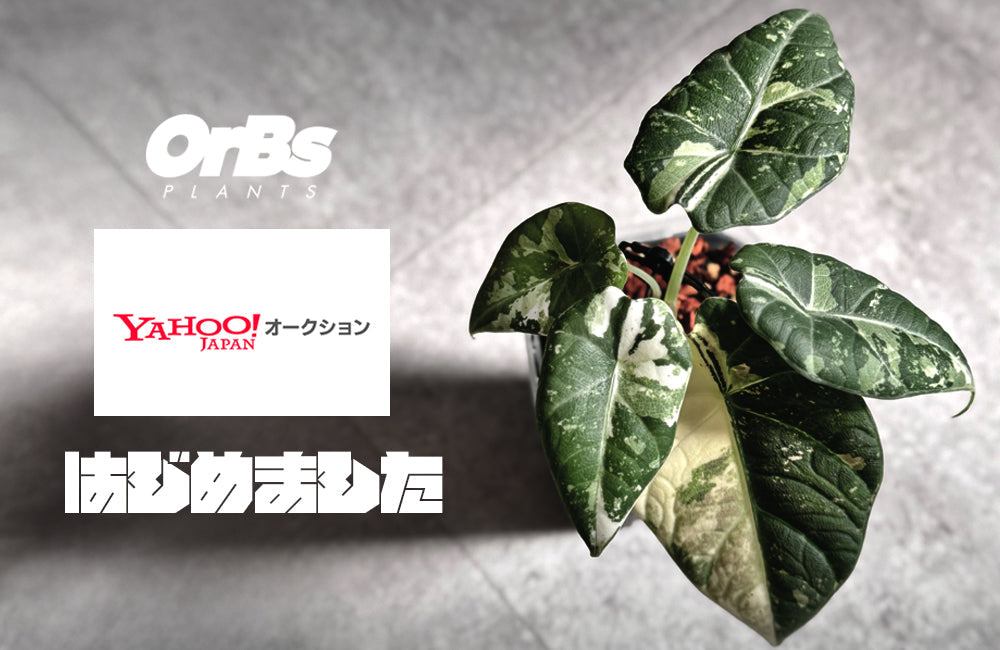 このたび、Yahoo!オークションはじめました！