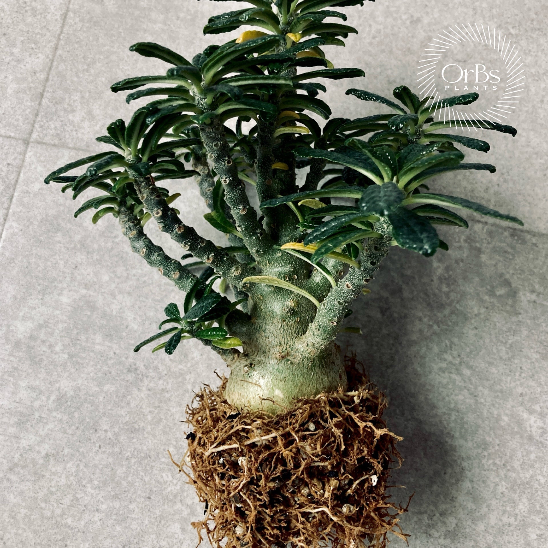 AAA　ギラウミニアナ種90粒 種子] ユーフォルビア ギラウミニアナ Euphorbia guillauminiana