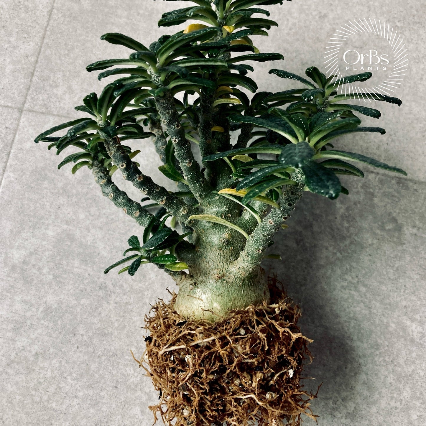 Caudex & Bizarre plants