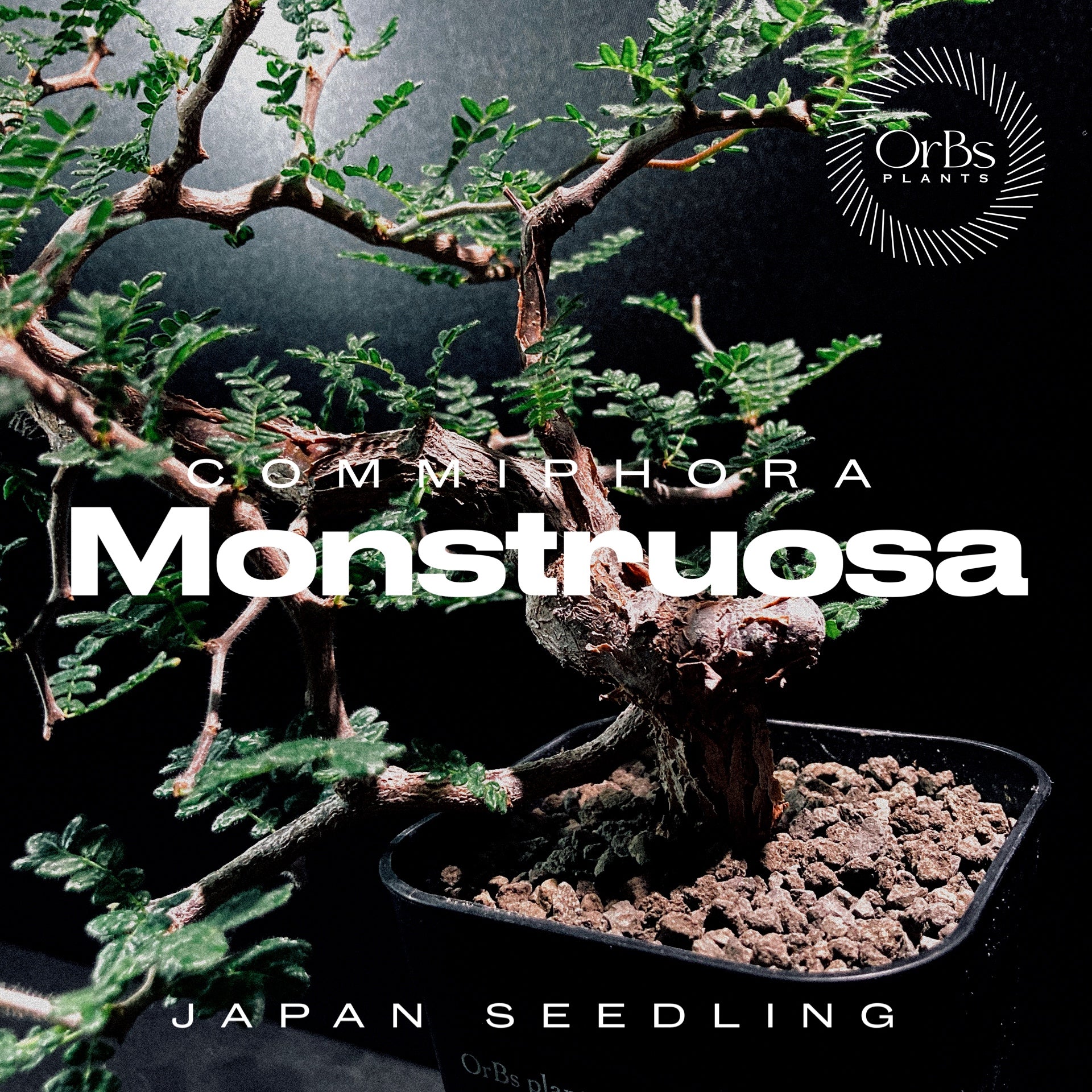 【柱サボテン/モンスト】 鉢底から約60㎝❗️ potのまま配送 柱サボテン/モンスト】 鉢底から約60㎝❗️ potのまま配送 柱