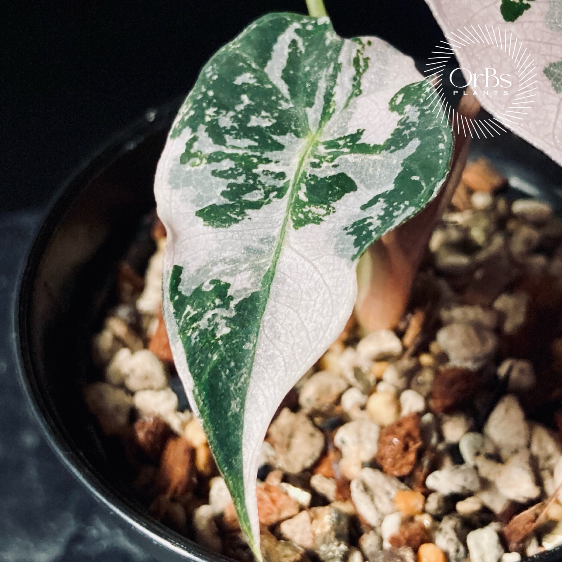 Alocasia “Polly” Snowflake pink variegated – OrBs Plants