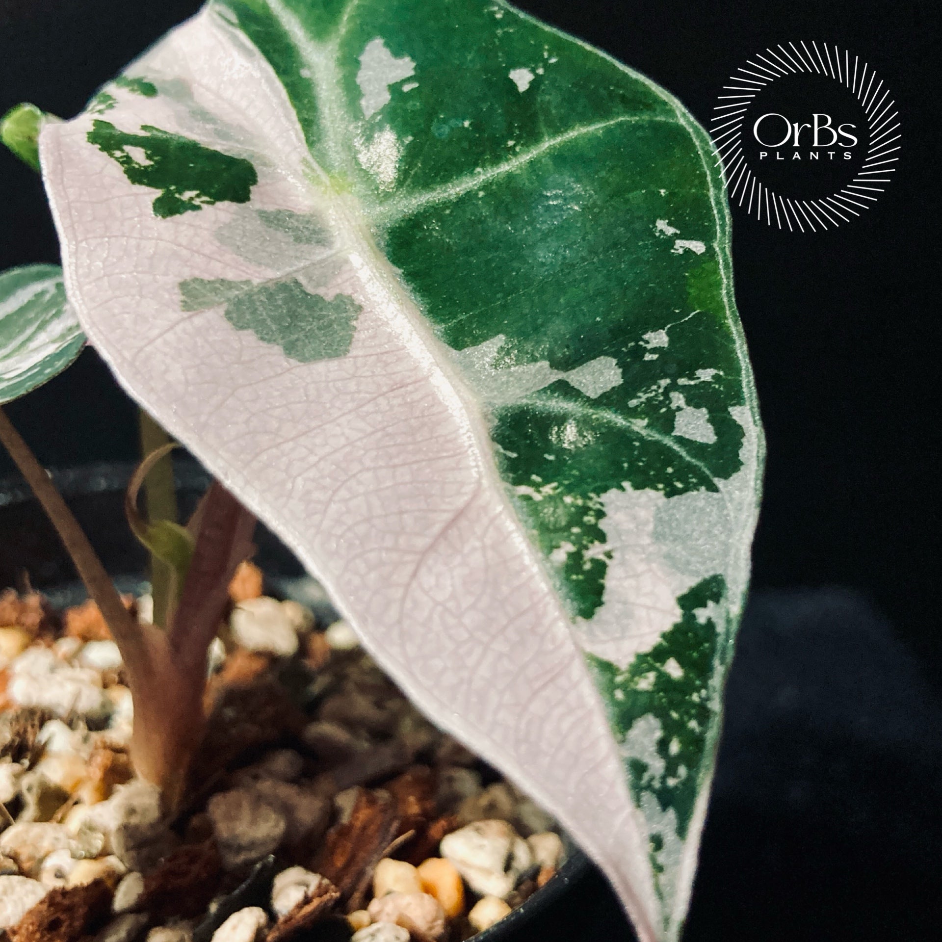 アロカシア ポリー スノーフレーク ピンク斑入り バリエガータ ※鉢のまま発送 アロカシア ポリー スノーフレーク ピンク斑入り バリエガータ ※鉢の