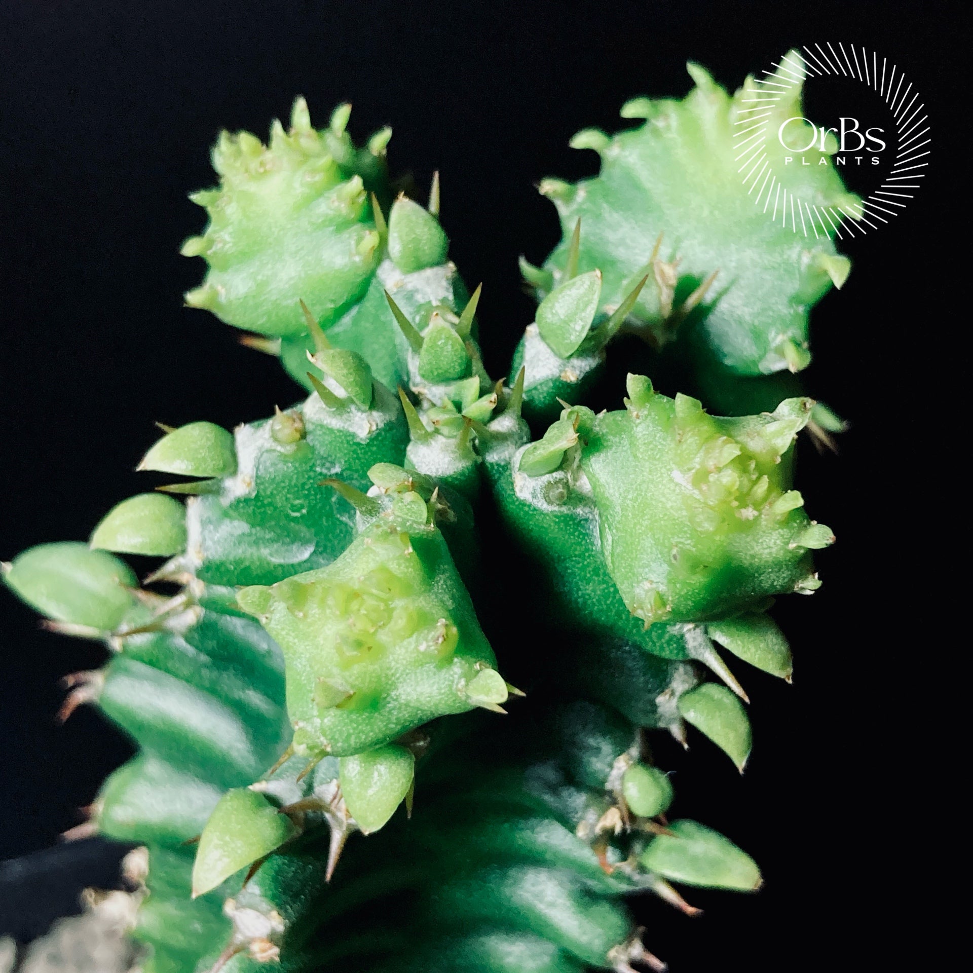 ユーフォルビア　ムランジーナ　実生　大株 ユーフォルビア ムランジーナ | STELLA.PLANTS