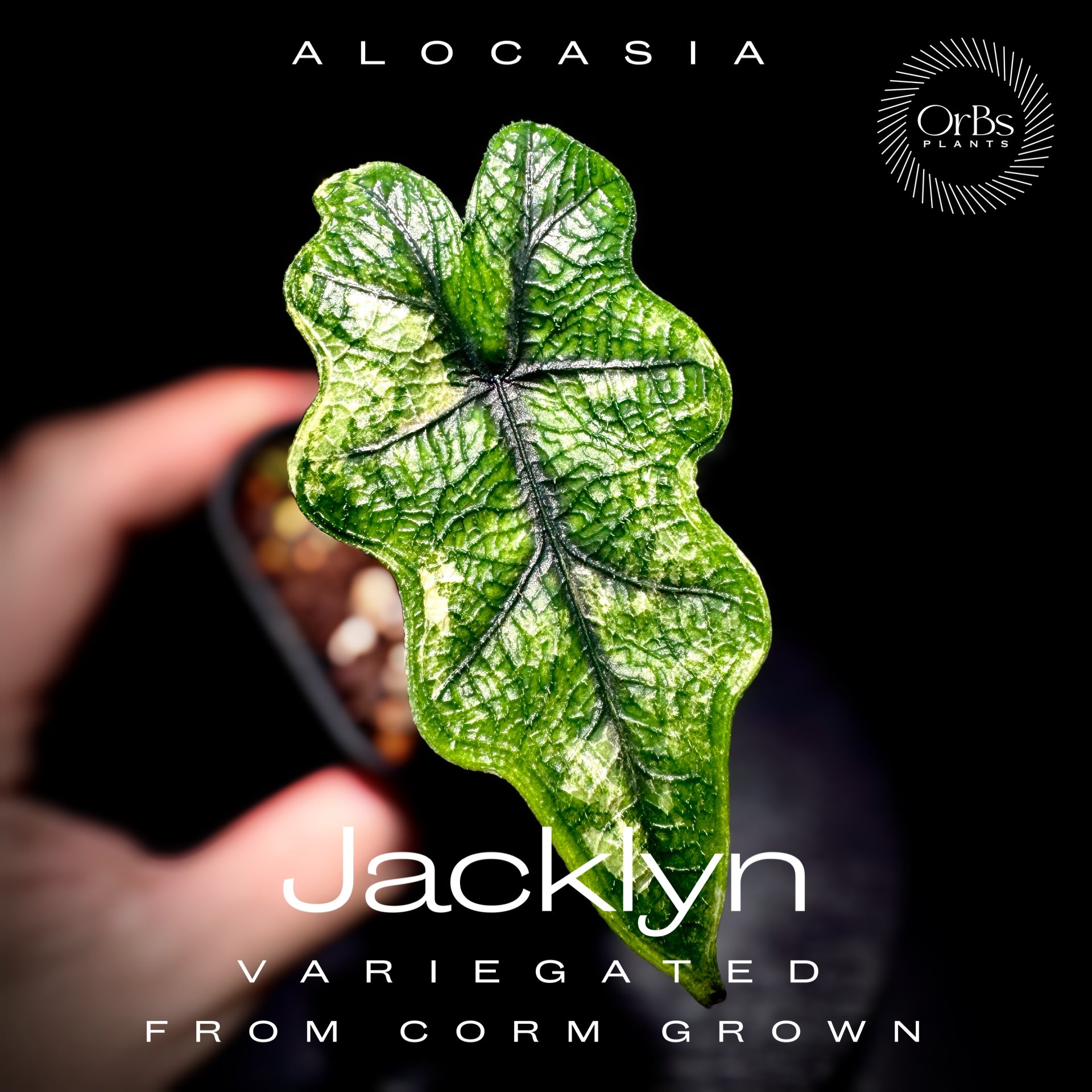 OrBs Plants -Alocasia, Aloid variegated アロカシア斑入りなどの販売