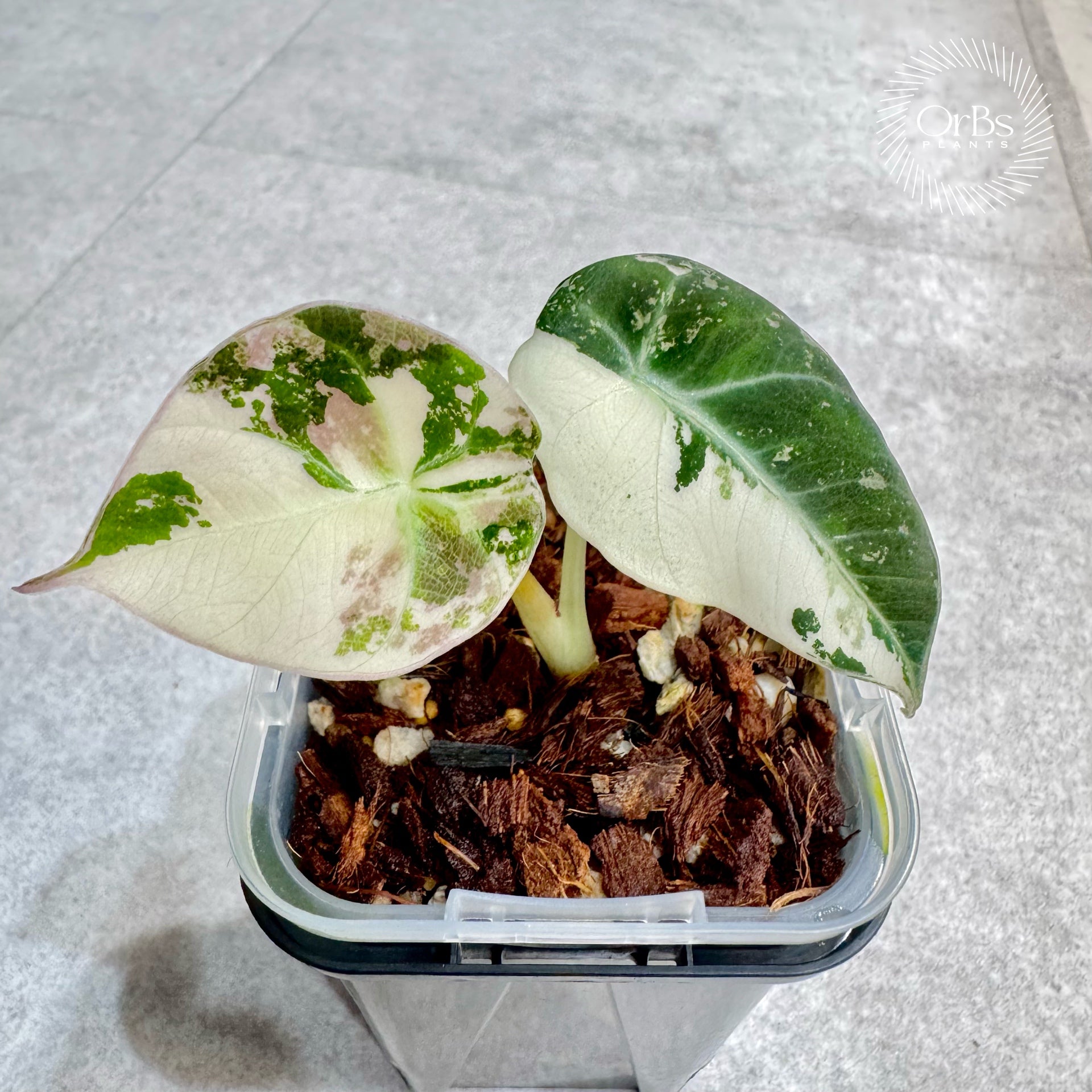 OrBs Plants -Alocasia, Aloid variegated アロカシア斑入りなどの販売