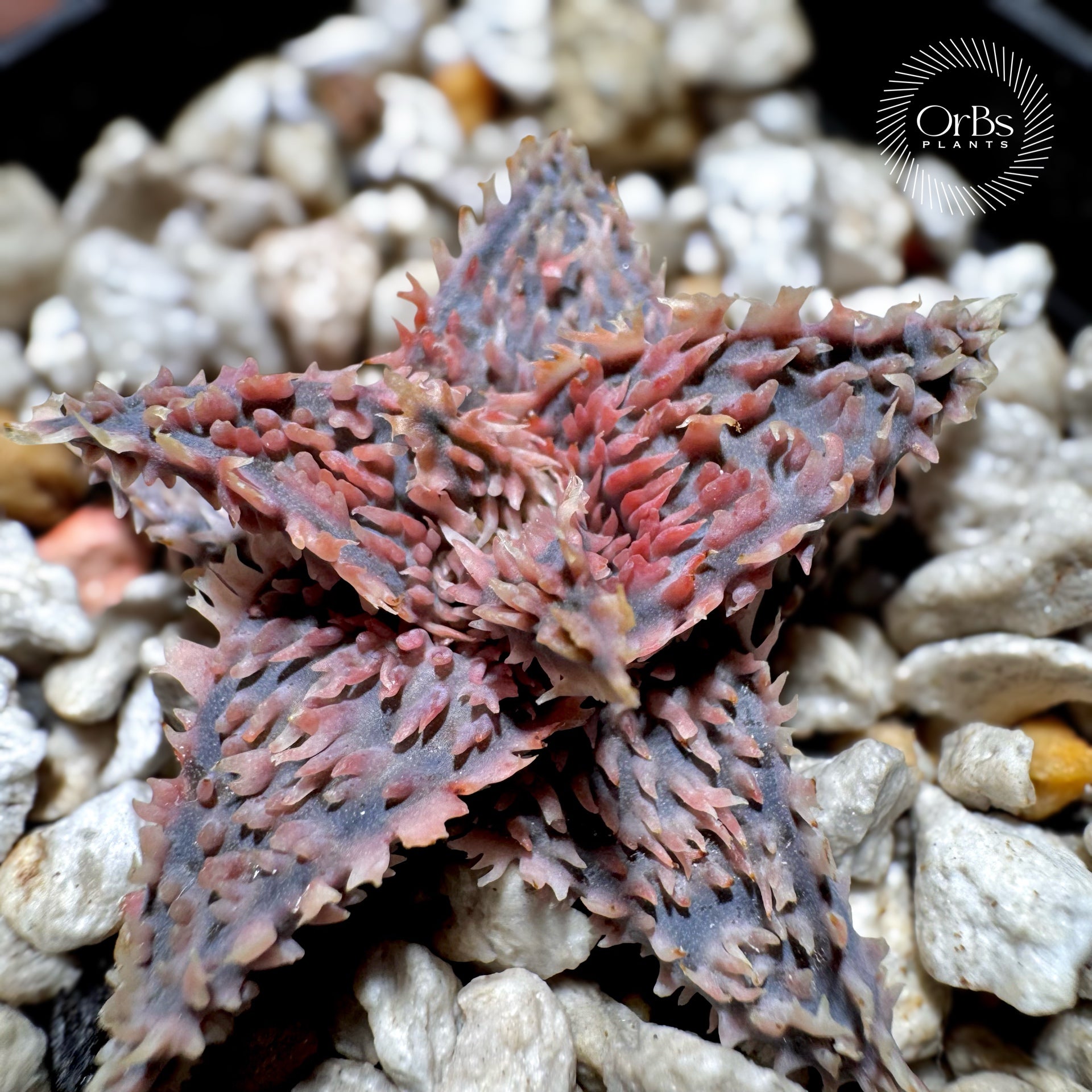Aloe Hybrid, Agave – OrBs Plants