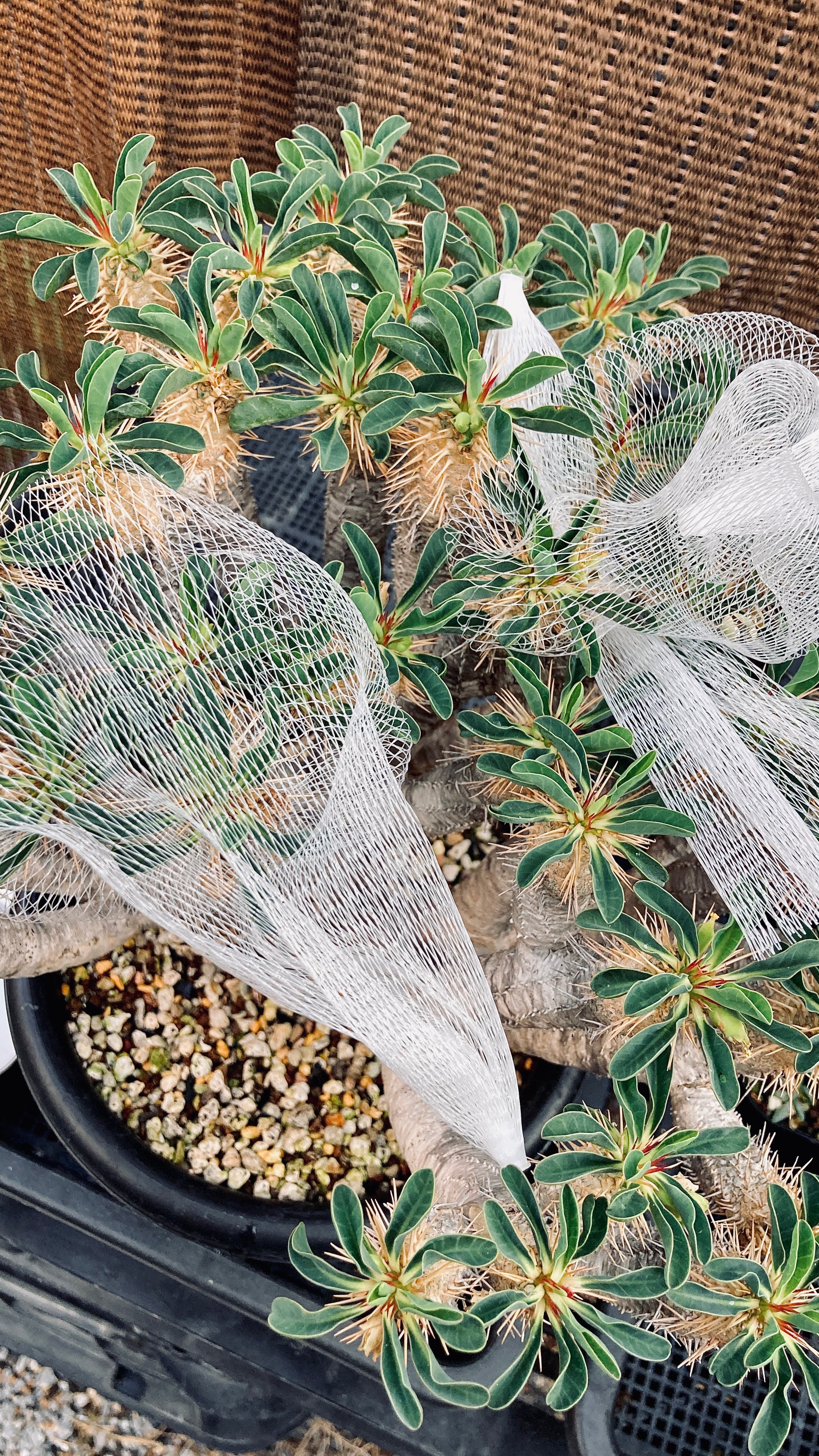 トーマス　ギラウミニアナ種子 35粒 トーマス ギラウミニアナ種子 35粒 Seeds 5】Euphorbia