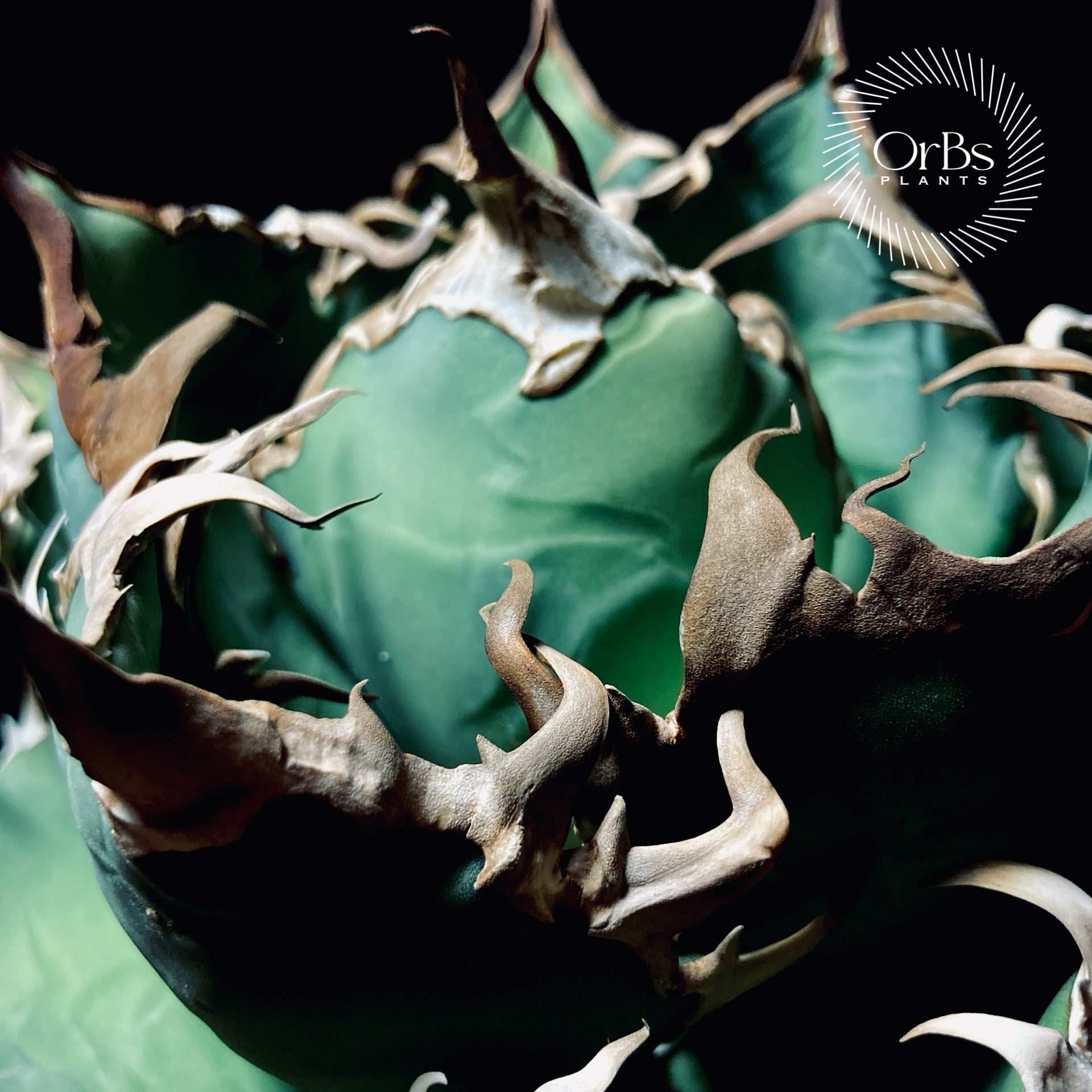 アガベ チタノタ シーザー 凱撒 OC大株 ※鉢のまま発送 – OrBs Plants