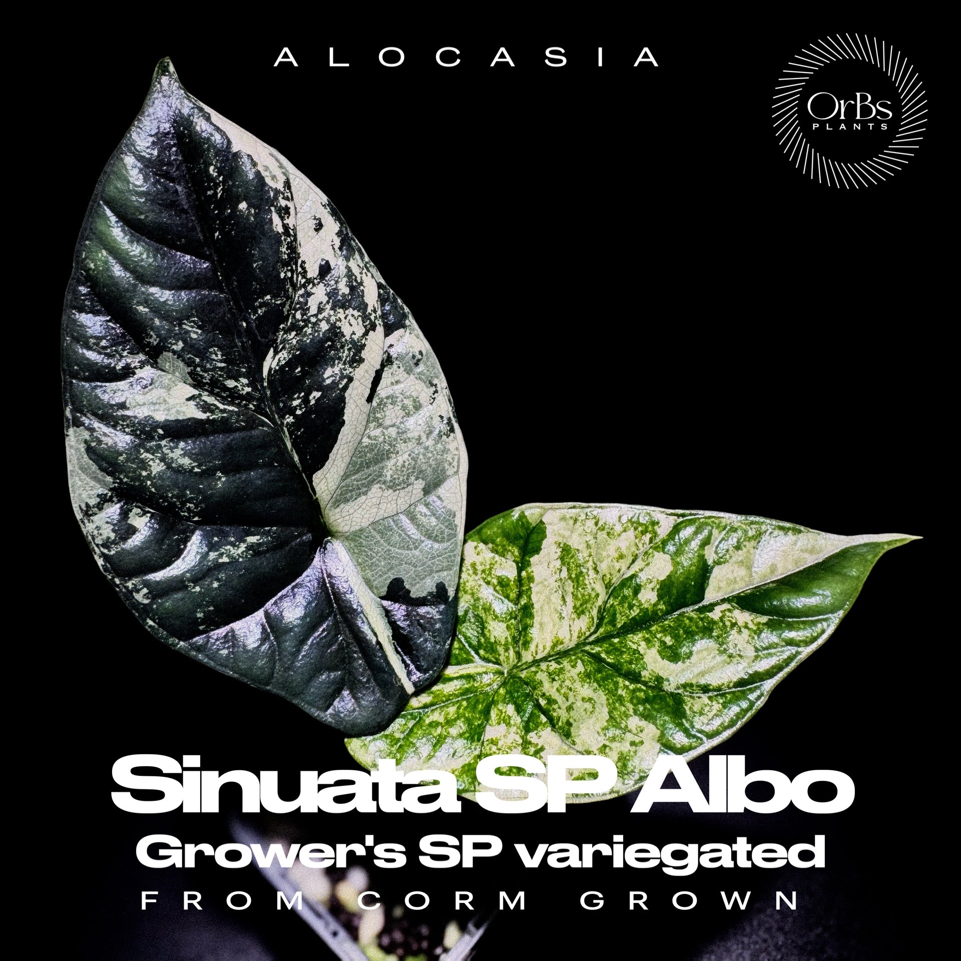 OrBs Plants -Alocasia, Aloid variegated アロカシア斑入りなどの販売