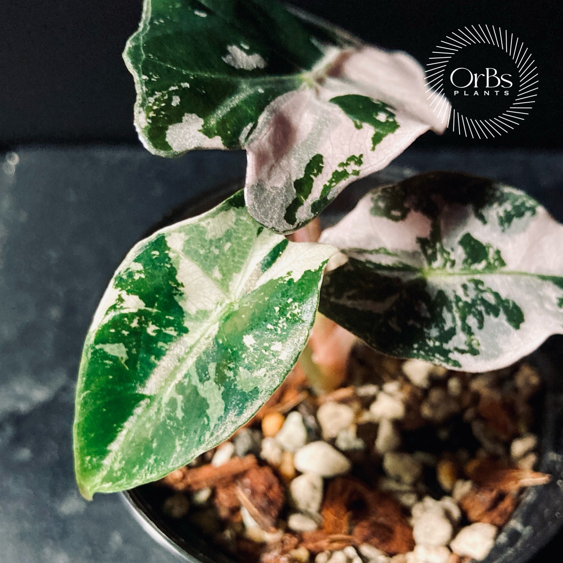 アロカシア ポリー スノーフレーク ピンク斑入り バリエガータ ※鉢のまま発送 アロカシア ポリー スノーフレーク ピンク斑入り バリエガータ ※鉢の