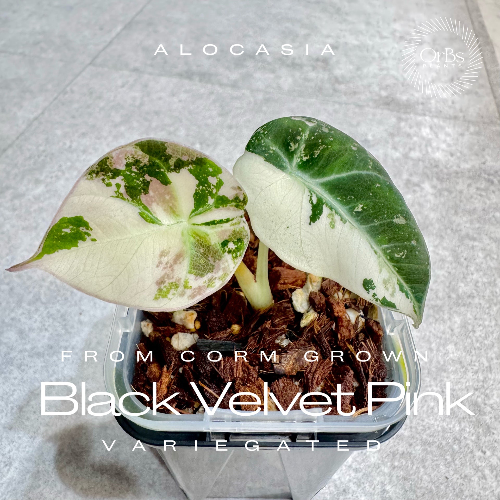 OrBs Plants -Alocasia, Aloid variegated アロカシア斑入りなどの販売