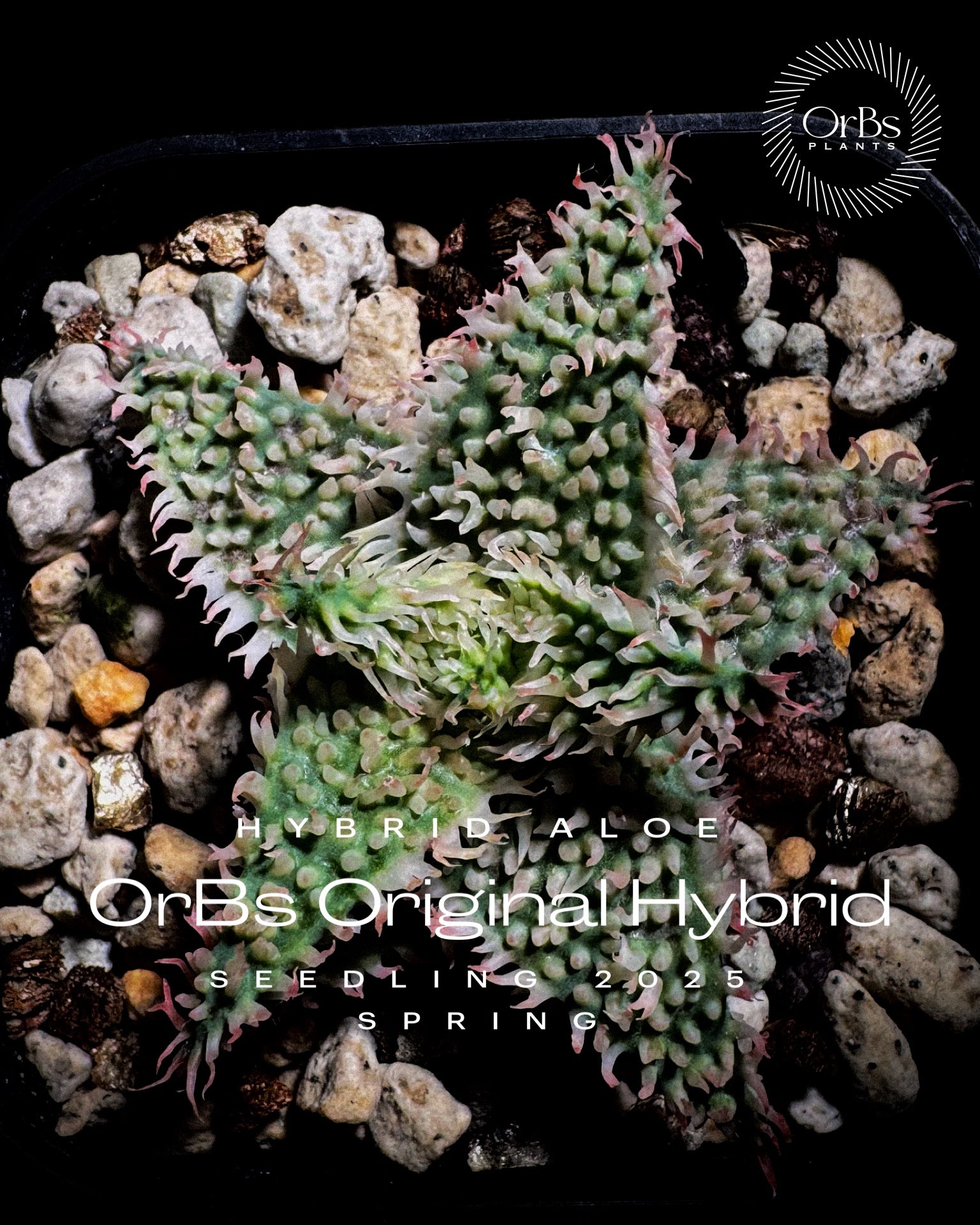 Hybrid Aloe, Agave – OrBs Plants