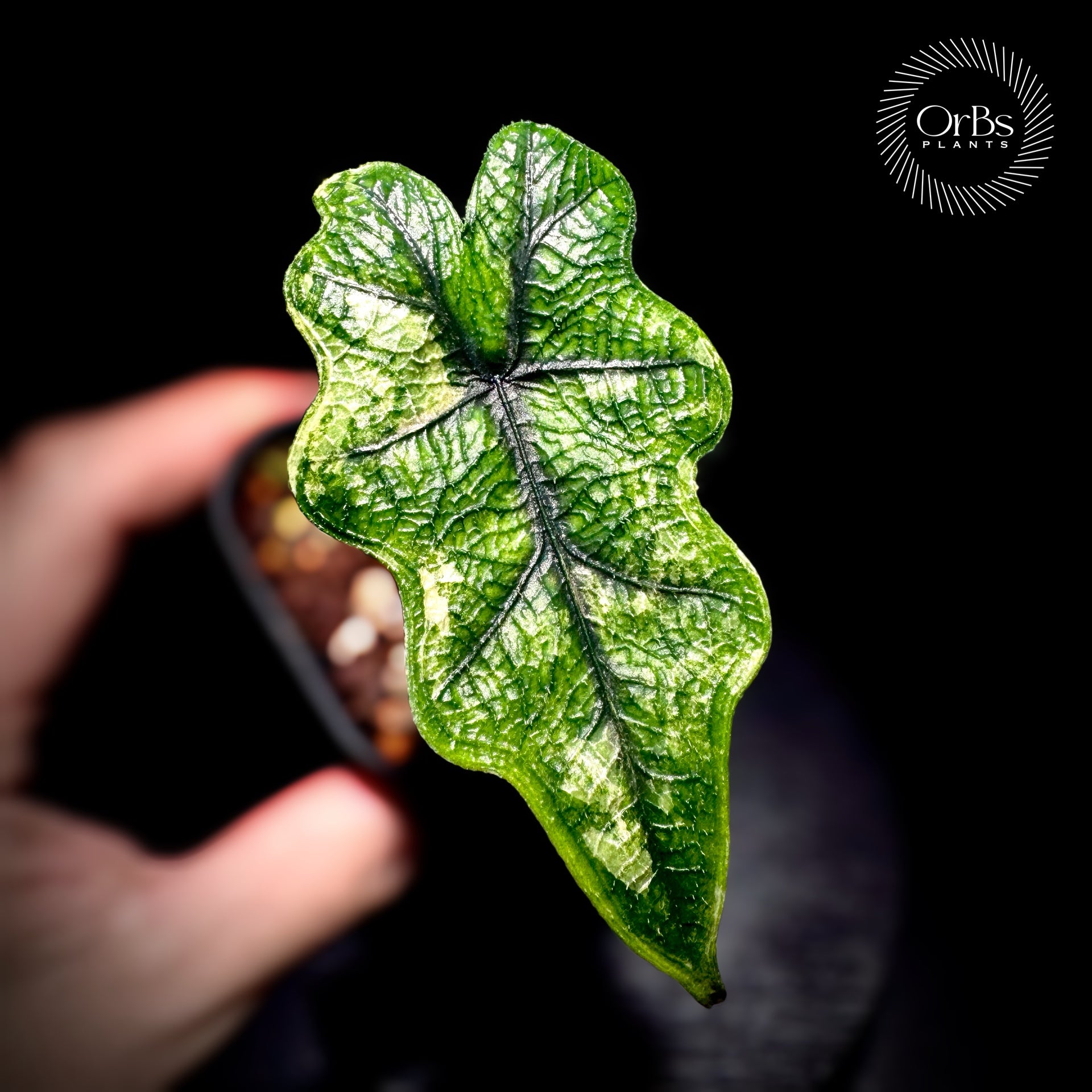 OrBs Plants -Alocasia, Aloid variegated アロカシア斑入りなどの販売