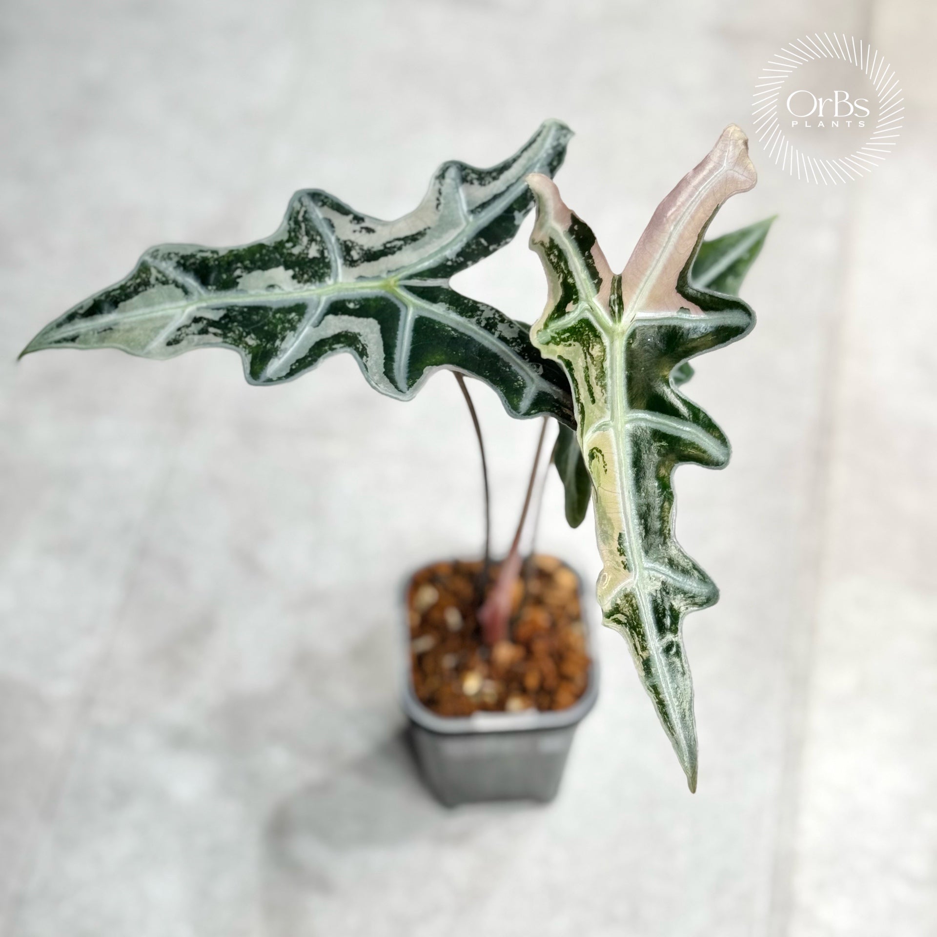 Alocasia Nobilis Pink Variegated 中株サイズ – OrBs Plants