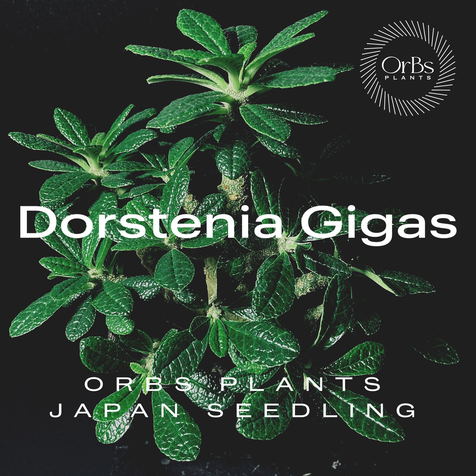 国内実生】ドルステニア・ギガス 美株 ※鉢のまま発送 – OrBs Plants
