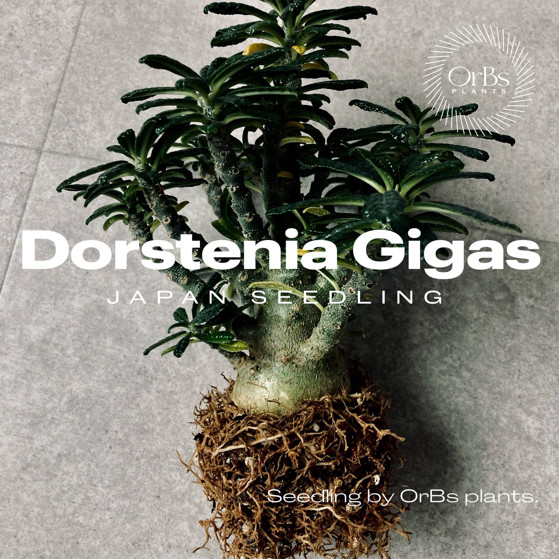 国内実生株】ユーフォルビア・ムランジーナ 多分岐株 ※鉢のまま発送