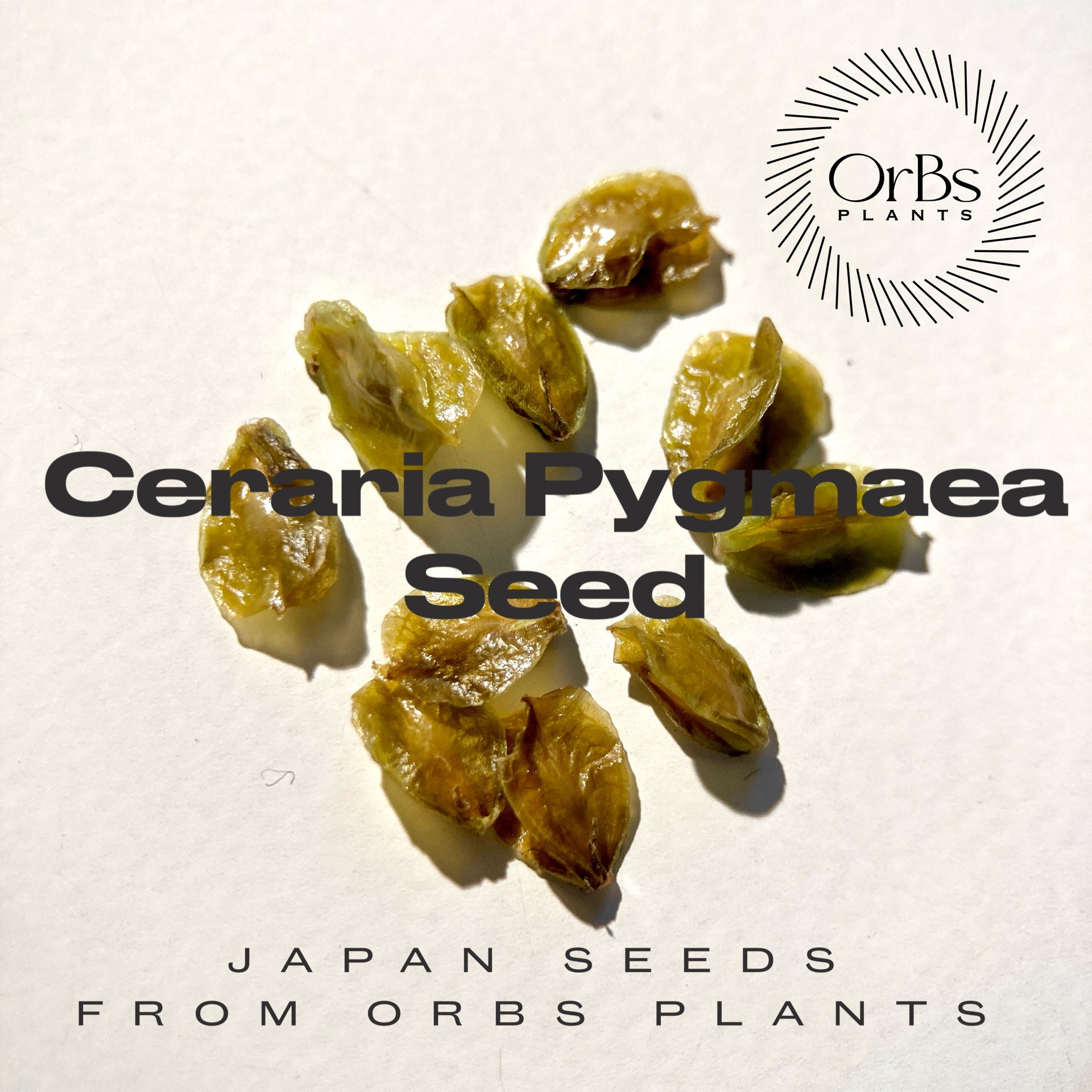 OrBs Plants Fukuoka-国内採集の種子、輸入種子のコレクションーCaudex